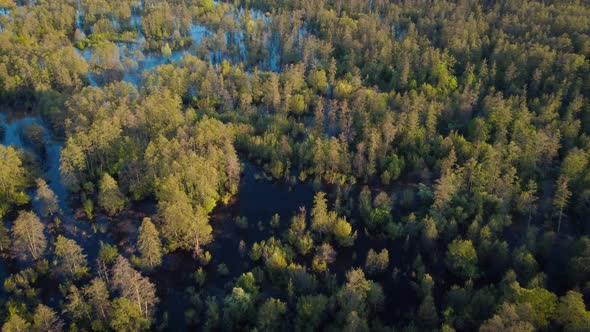 Flooded forest in Spring, aerial view