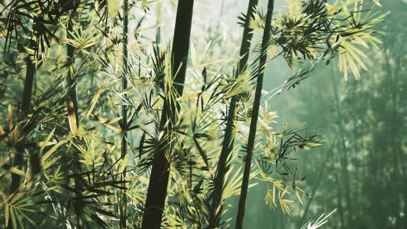 Bamboo Grove in Dense Fog alt