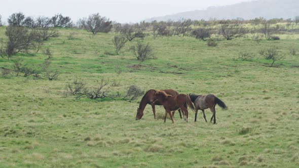 two wild horses fighting at kosciuszko national park alt
