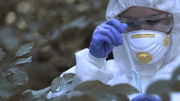 Scientist Dropping Remedy on Tree Leaves, Removing Insects, Disease Treatment alt