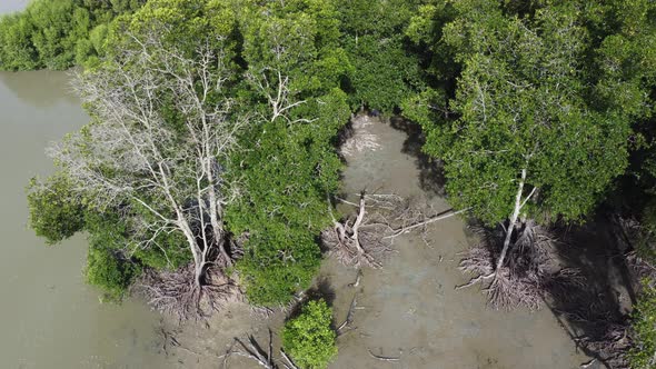 Bare mangrove tree aerial view alt