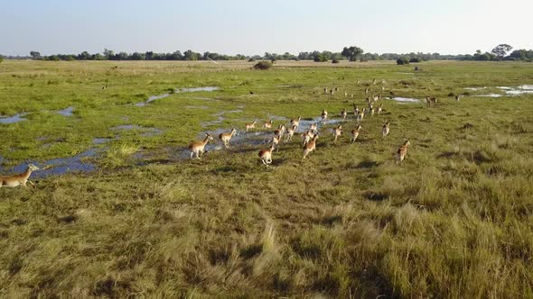 Red lechwe running through the Okavango Delta floodplain, Aerial Tracking Shot alt