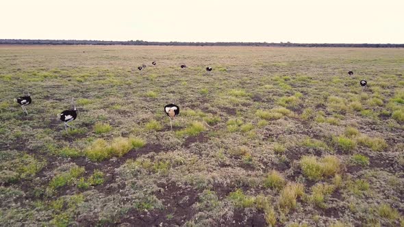 Flying behind a herd of running ostriches in a Botswana desert plain, AERIAL alt