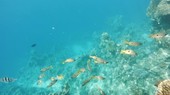 school of snappersfish on coral in red sea, Egypt alt