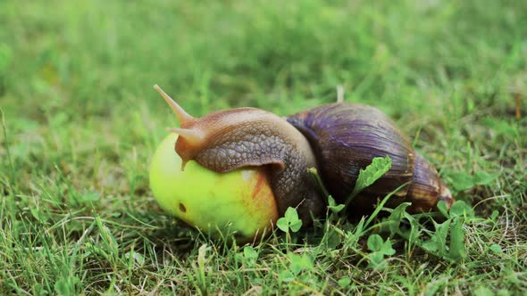 Snail Sitting on Apple alt
