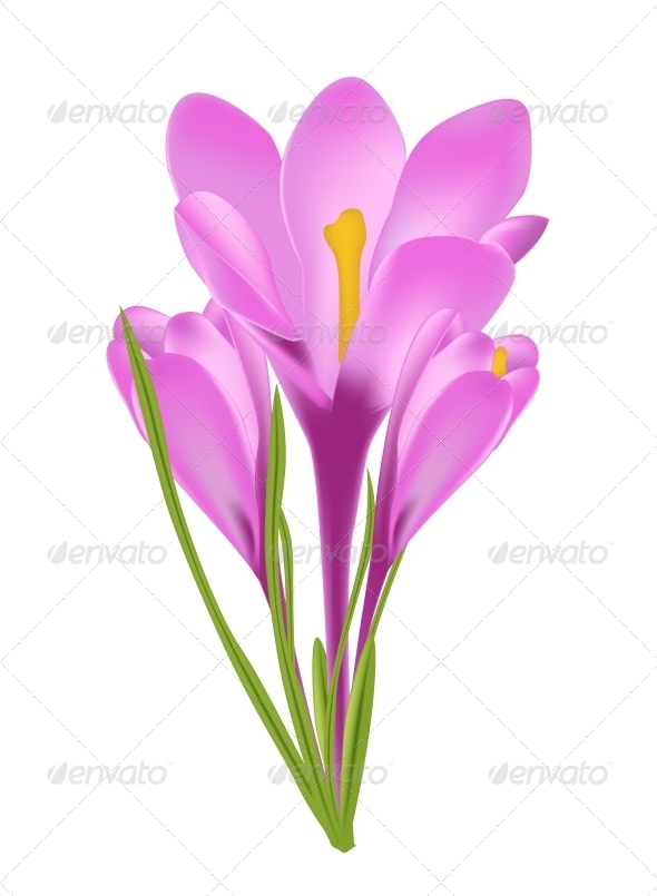 Crocus Flower - Decorative Symbols Decorative