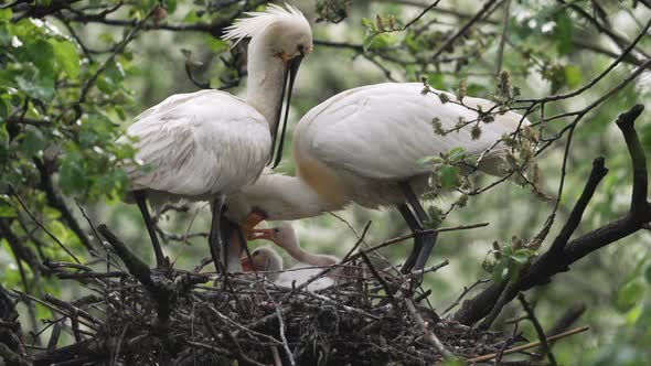 Spoonbill parent feed hungry chicks in nest by regurgitating food - full shot alt