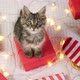 Kitten Sitting on Gift Box on Blanket - VideoHive Item for Sale