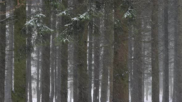 Heavy snow falling in the pine forest