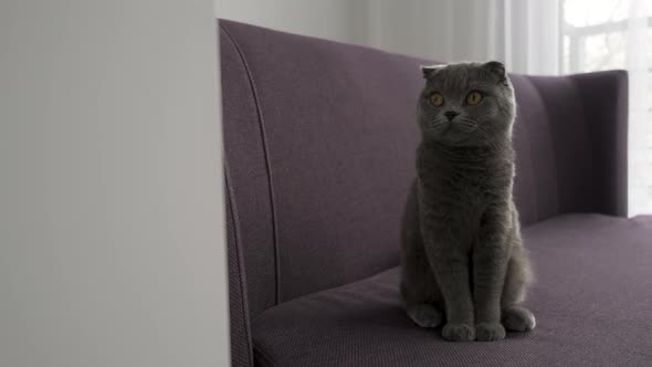 Scottish Fold Cat Sitting on the Sofa Home Pet Relaxing and Looking Into Camera Copy Space