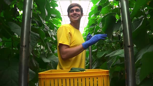 Hydroponic Industry and Greenhouse View of Man Harvesting Organic Vegetables at Agro Company Spbd alt
