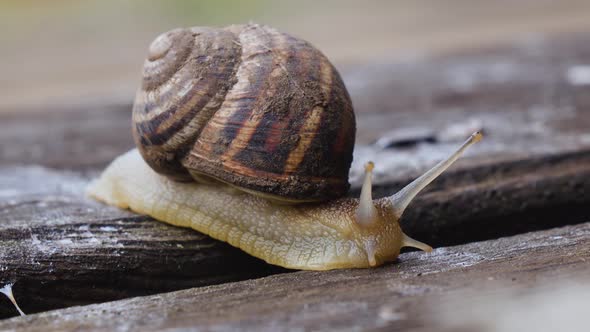 Macro of Beautiful Snail Crawling in Nature. Close Up alt