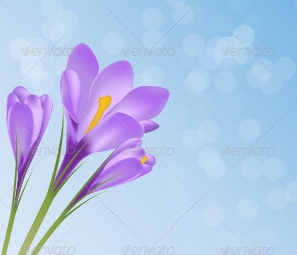 Vector Illustration Crocus Flower Background - Decorative Symbols Decorative