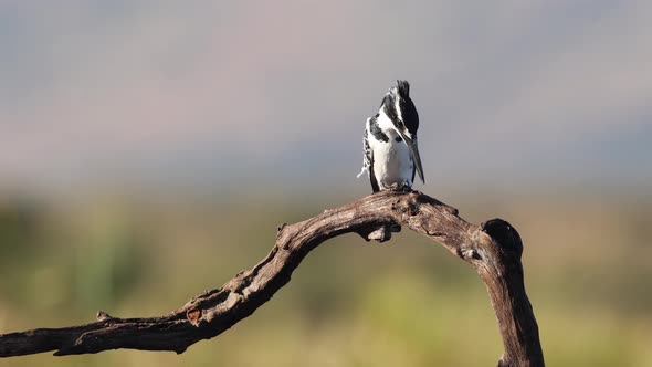 Dramatic BW Pied Kingfisher sits on branch with defocused background alt