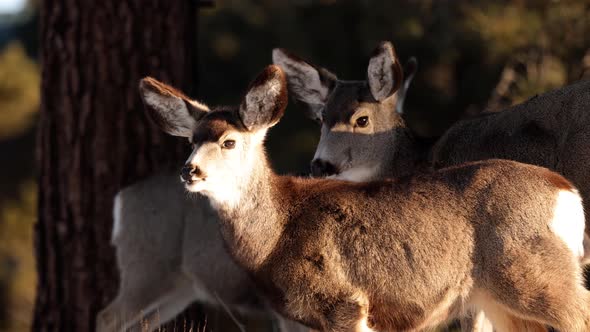 A herd of deer grazing in the Rocky Mountain National Park alt