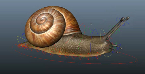 Snail - 3Docean 6599115