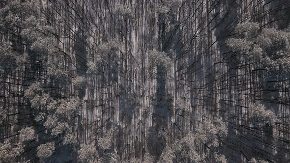 Top Down Aerial View of the Young Forest in Snow Covered Field at Sunny Winter Day alt