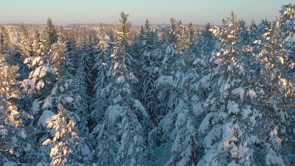 Closer Aerial Shot of Snowy Trees in Finland alt