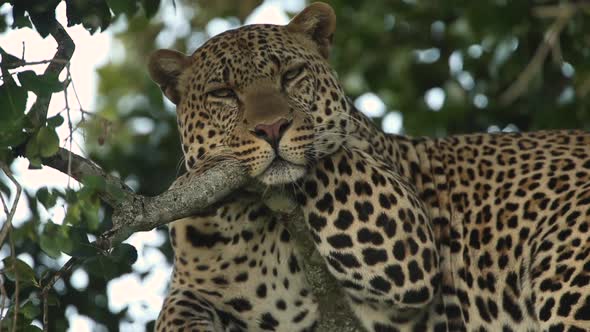 Leopard on a Branch