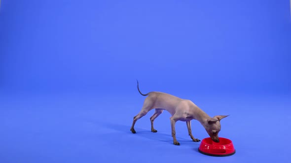 Xoloitzcuintle Approaches a Red Bowl of Animal Food in the Studio on a Blue Background alt