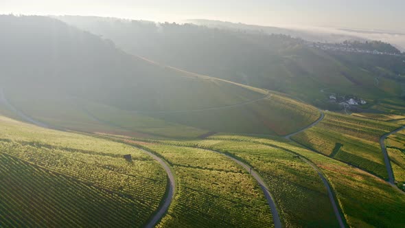 Vineyards at Kappelberg in autumn, Rems valley, Germany alt