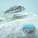 Bundle Travelling Underwater Fishes - VideoHive Item for Sale