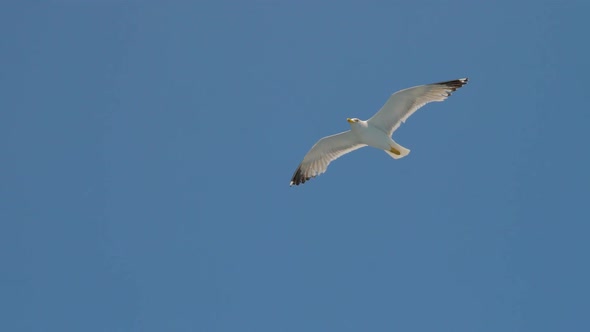 Seagull in Clear Blue Sky. Bird in the Sky. Wild Bird Flying High. Travel Concept. Freedom Idea