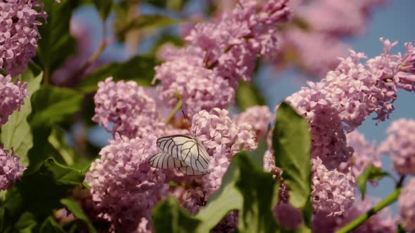 White Butterfly on a Lilac Branch