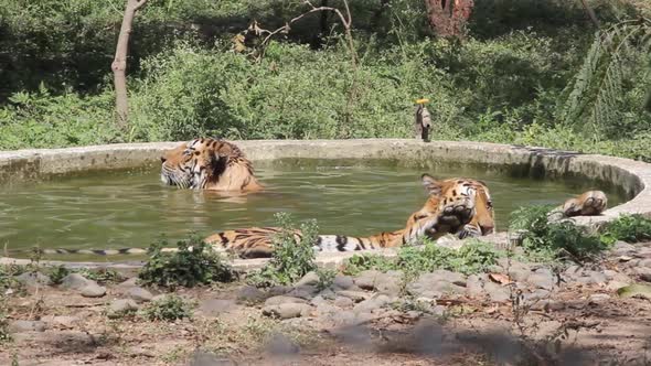 Clip of two tigers taking a bath in a pool the zoo of Indore, Madhya Pradesh, India. Wild animals re alt