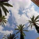 Palm Trees Up Shot Angle - VideoHive Item for Sale