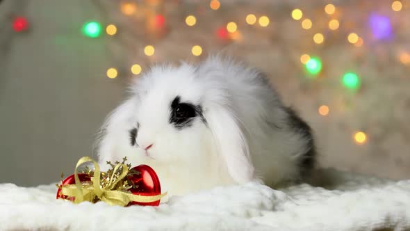 A small black and white rabbit is holding a bell. New Year's decorations.