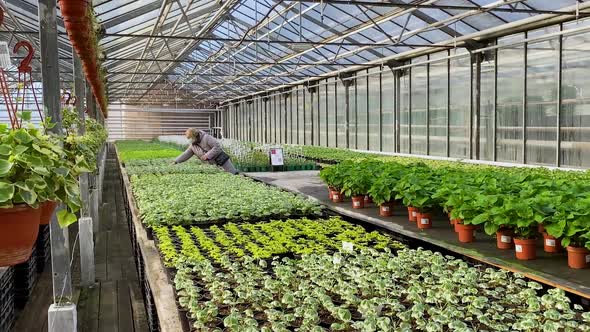 Woman is choosing a seedling inside the greenhouse