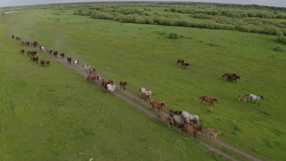 A Herd of Horses Gallops Through a Green Meadow Along the River