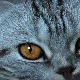 Cat's Eyes Cat's Eyes - VideoHive Item for Sale