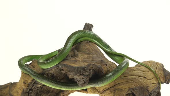 Rhinoceros Ratsnake or Rhynchophis Boulengeri. Also Known As Rhinoceros Snake, Rhino Rat Snake alt