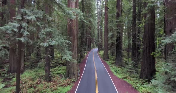 Flying down paved road in Redwood forest of northern California