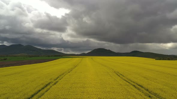 Rapeseed Plantations Under Cloudy Sky 4 alt