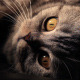 Thoughtful Cat Thoughtful Cat - VideoHive Item for Sale