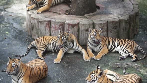 slow motion of bengal tiger alt