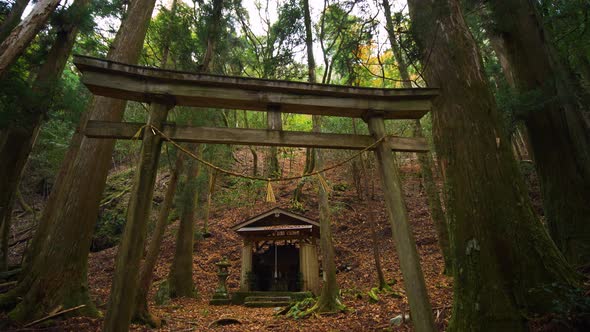 Tilt down, shrine and gate amongst forest, Kumano Kodo Japan alt