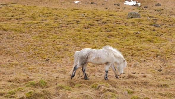 Icelandic White Horse Walks Across Moss Covered Ground