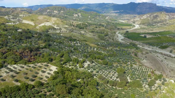 Aerial Olive Oil Land alt