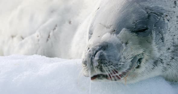Crabeater seal on snow