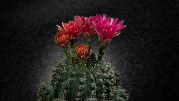 Red Gymnocalycium Flowers Timelapse of Blooming Cactus Opening