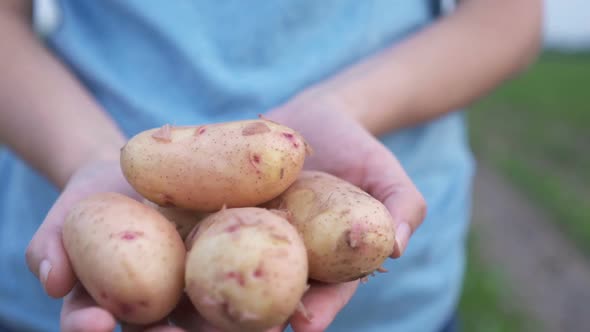 Female Gardener or Farmer Showing Potatoes in Her Hands Close Up