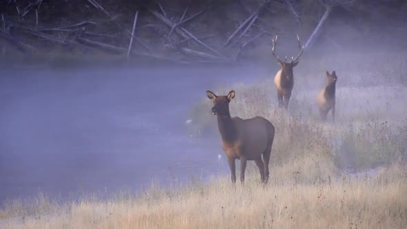 Elk walking along river at dawn on cold foggy morning alt