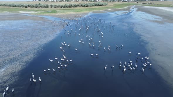 Aerial view of a large flock of birds on the lake in its natural habitat.
