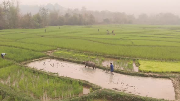 Aerial view of farmers working in paddy fields. alt