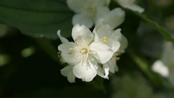 Morning sunlight over sweet mock-orange  petals close-up 4K 2160p 30fps UltraHD footage - Philadelph alt