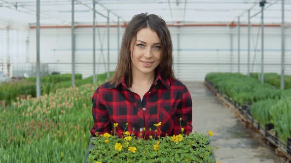 Young Girl Florist Stands on a Background of Rows of Tulips Which She Grows for Sale and Holds a alt